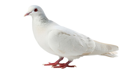 Fototapeta premium Dove