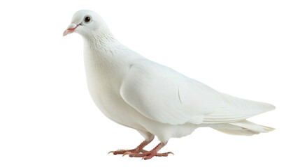 Naklejka premium Dove