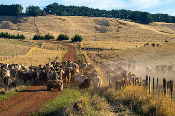 Cattle Grazing on Green Pastures: Sustainable Regenerative Farming in Australia in spring