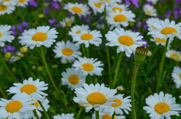 Fototapeta premium *Blumen*