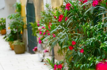 Pink oleander in the pot on the street full of flowers street