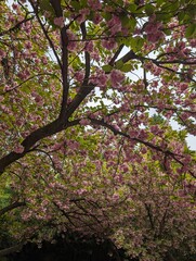 Cerisiers du japon en fleurs, sakura, New York