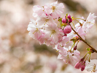 Enchanting Blooms of Cherry Blossoms