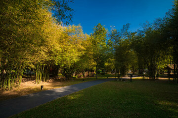 Autumn Park Path Amidst Bamboo Trees and Roads at camping in Saraburi, Thailand.