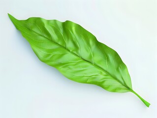 Obraz premium Bright Green Peach Leaf A D Rendering of a Long Slender Leaf