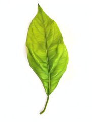 Obraz premium Bright Green of a Slender Peach Leaf