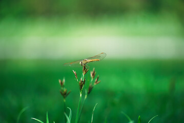 Dragonfly on a branch. Common Hawker. Dragonfly in front of green background macro shot with dew. on the wings. Green grass in the morning of a sunny summer day.