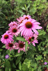 medicinal echinacea flowers among green grass