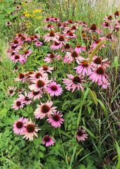 medicinal echinacea flowers among green grass