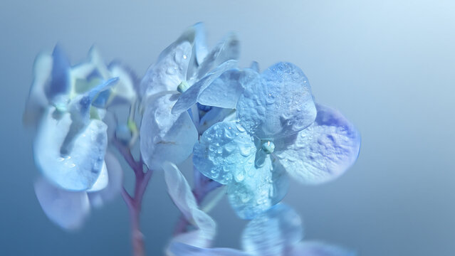 blue and purple ombre hydrangea flower macro photography
