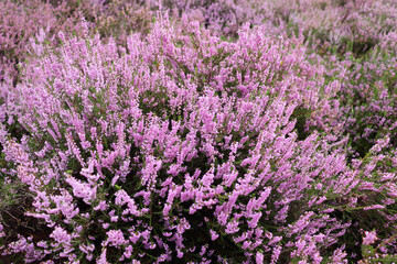  sand dunes covered with blooming heather