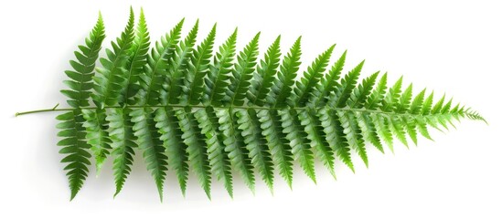 Isolated Fern Leaf Basking in Natural Light A Premium PNG Dicut for Digital Art and Design