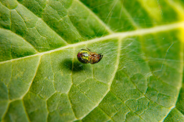 Small Green Spider on Leaf