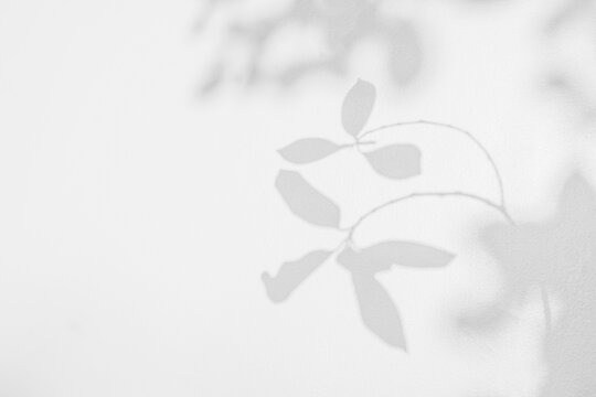 Fototapeta Leaf shadow and light on wall background. Nature tropical leaves tree branch plant shade sunlight on white wall for wallpaper, shadow overlay effect foliage mockup, graphic layout, wallpaper, design