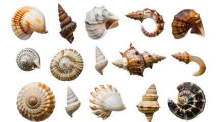 Seashells, ocean mollusk