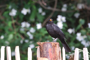 Amsel ( Turdus merula ) oder Schwarzdrossel.