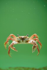Fototapeta premium A crab floating in calm water. Suitable for marine life concepts