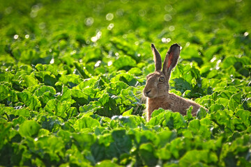 Feldhase ( Lepus europaeus ) im Rübenfeld.