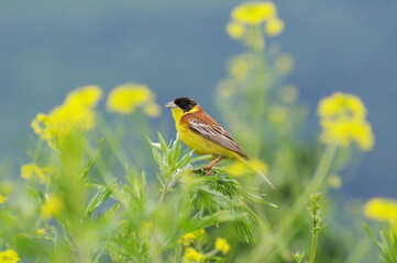 bird on the grass. Emberiza melanocephala 