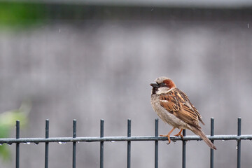 Haussperling ( Passer domesticus ) – auch Spatz oder Hausspatz.