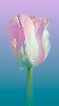 Pink tulip on blue background, macro photography art background