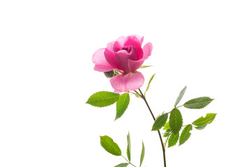 Beautiful pink rose on a white background