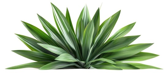 Yucca Leaf in Pristine Isolation A Pure Expression of Natural Beauty and Simplicity
