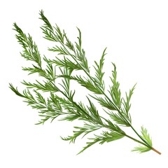 Obraz premium of Deep Green Cypress Leaves on White Background