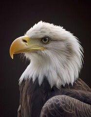 Obraz premium american bald eagle