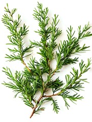 Fototapeta premium of Deep Green Juniper Leaves