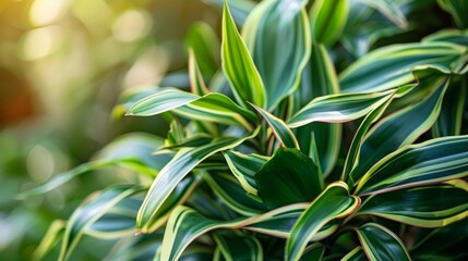 Fototapeta premium A Dracaena plant with its distinctive rededged leaves known for combating pollutants like formaldehyde.