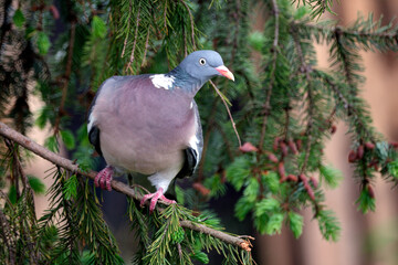 Ringeltaube ( Columba palumbus ).