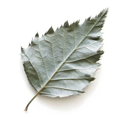 of a Vibrant Epazote Leaf on White