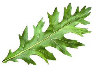 Fototapeta premium of Green JaggedEdged Dandelion Leaf on White Background
