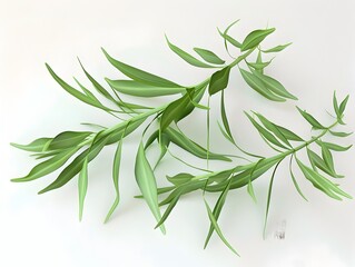 Fototapeta premium D Rendered Tarragon Leaves on White Background