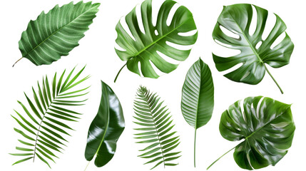 Collection of green leaves of tropical plants bush