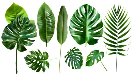 Collection of green leaves of tropical plants bush