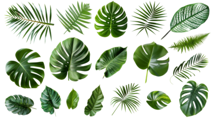 Collection of green leaves of tropical plants bush