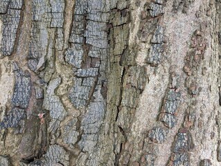 Details of bark on a horse chestnut tree