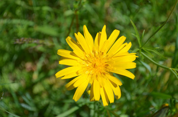*gelbe Blume*