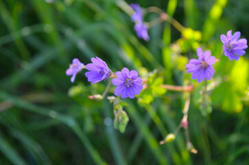 Fototapeta premium *lila zarte Blume*