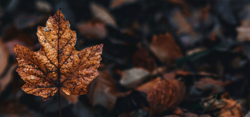 
brown leaves