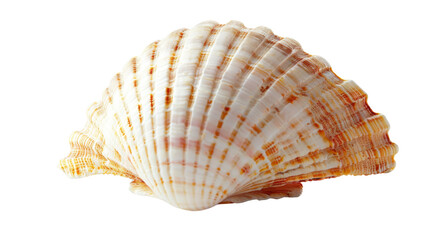 Obraz premium Ocena shell