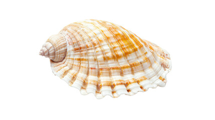 Obraz premium Ocena shell