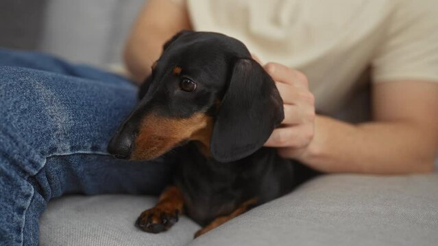 A man gently petting his black dachshund on a couch in a cozy living room.