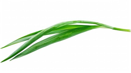 Freshly Picked Chive Leaf Isolated on White Background Basking in Natural Light