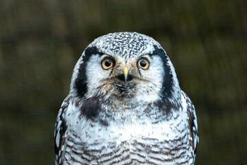A close-up shot of a Northern Hawk Owl, featuring its striking yellow eyes and black-and-white patterned plumage.