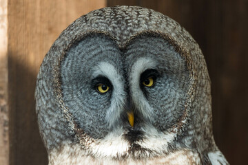 Enigmatic Gaze: The Nocturnal Majesty of a Grey Owl in its Natural Habitat, Capturing the Essence...