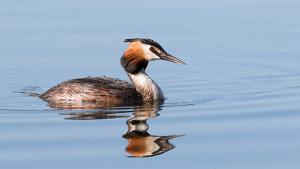 great crested grebe