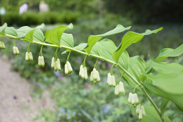 Solomon's Seal growing in the Hermannshof Gardens in Weinheim, Germany.